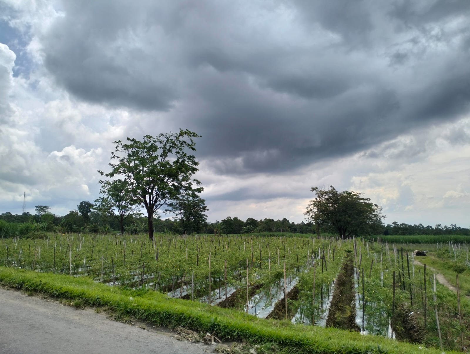 Puncak Kemarau Juli-Agustus 2023, Masih Ada Hujan Di Beberapa Tempat 