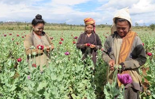 Myanmar Menyalip Afghanistan Sebagai Produsen Opium Terbesar Dunia