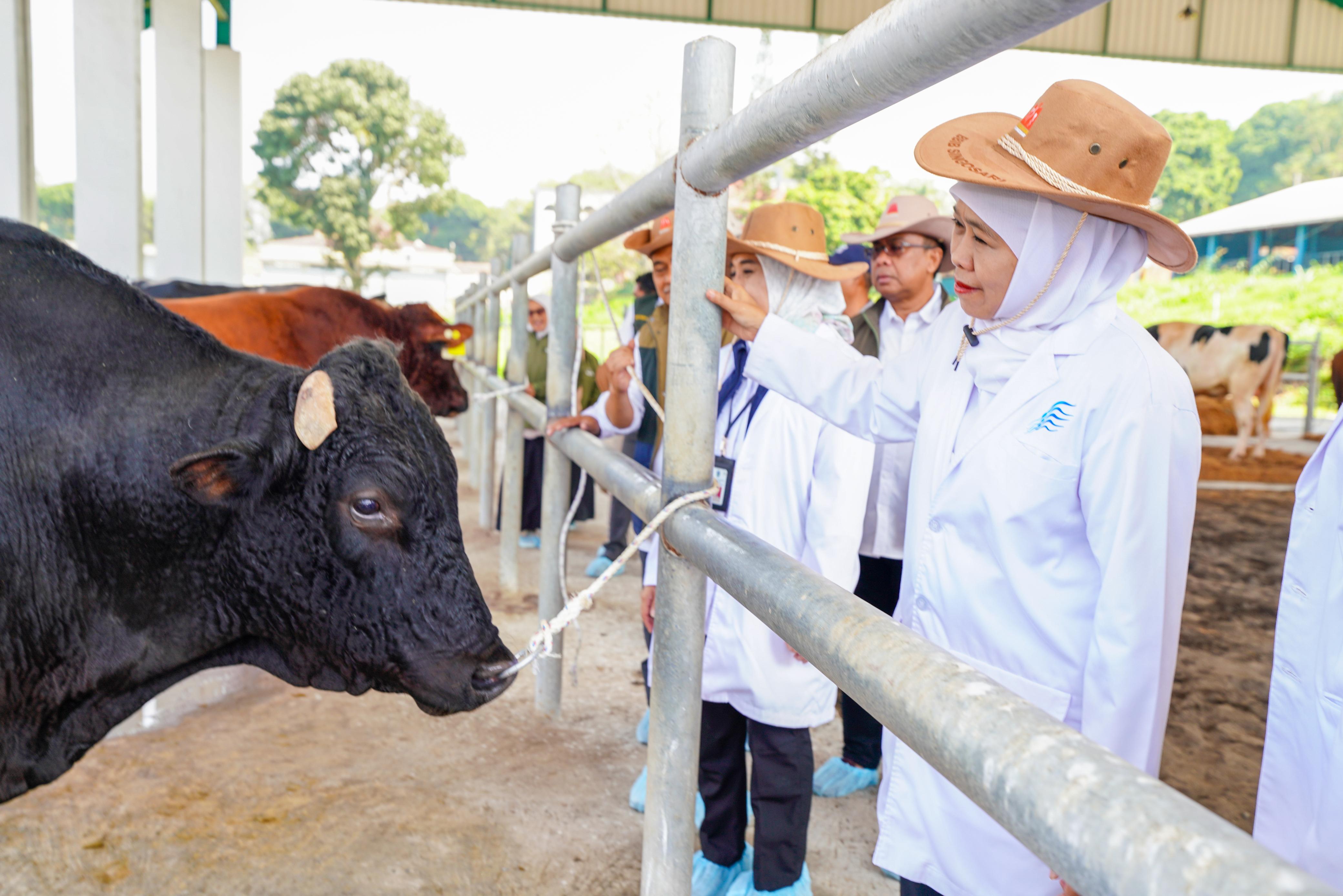 BBIB Singosari Siapkan Benih Beku Sapi Wagyu dan Belgian Blue, Dorong Swasembada Daging Nasional