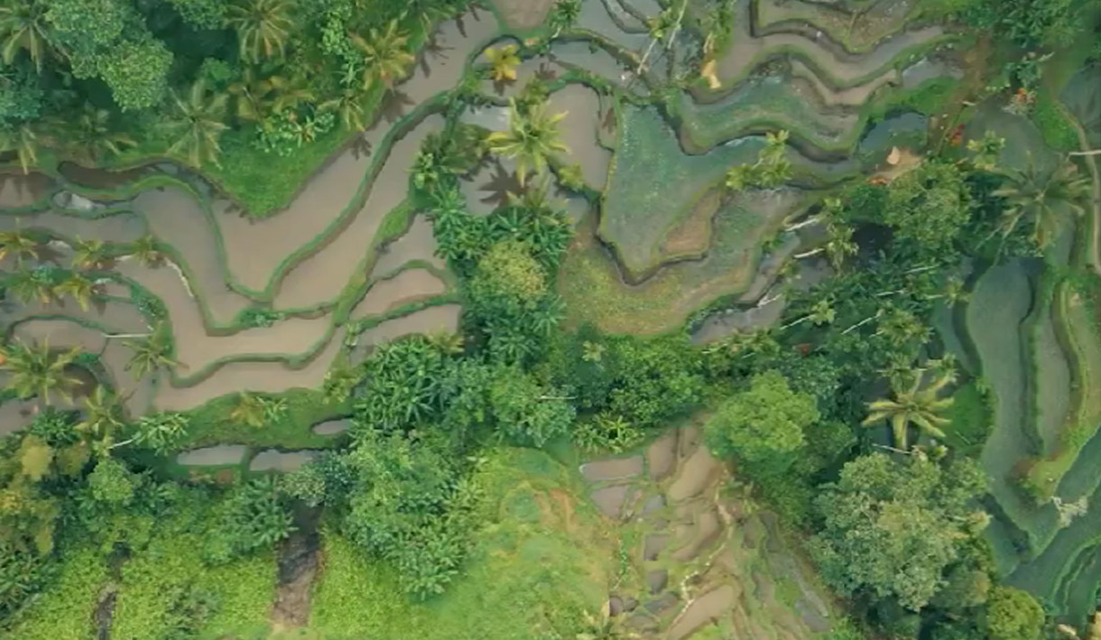 Jokowi Pamerkan Subak di Bali Saat Buka WWF