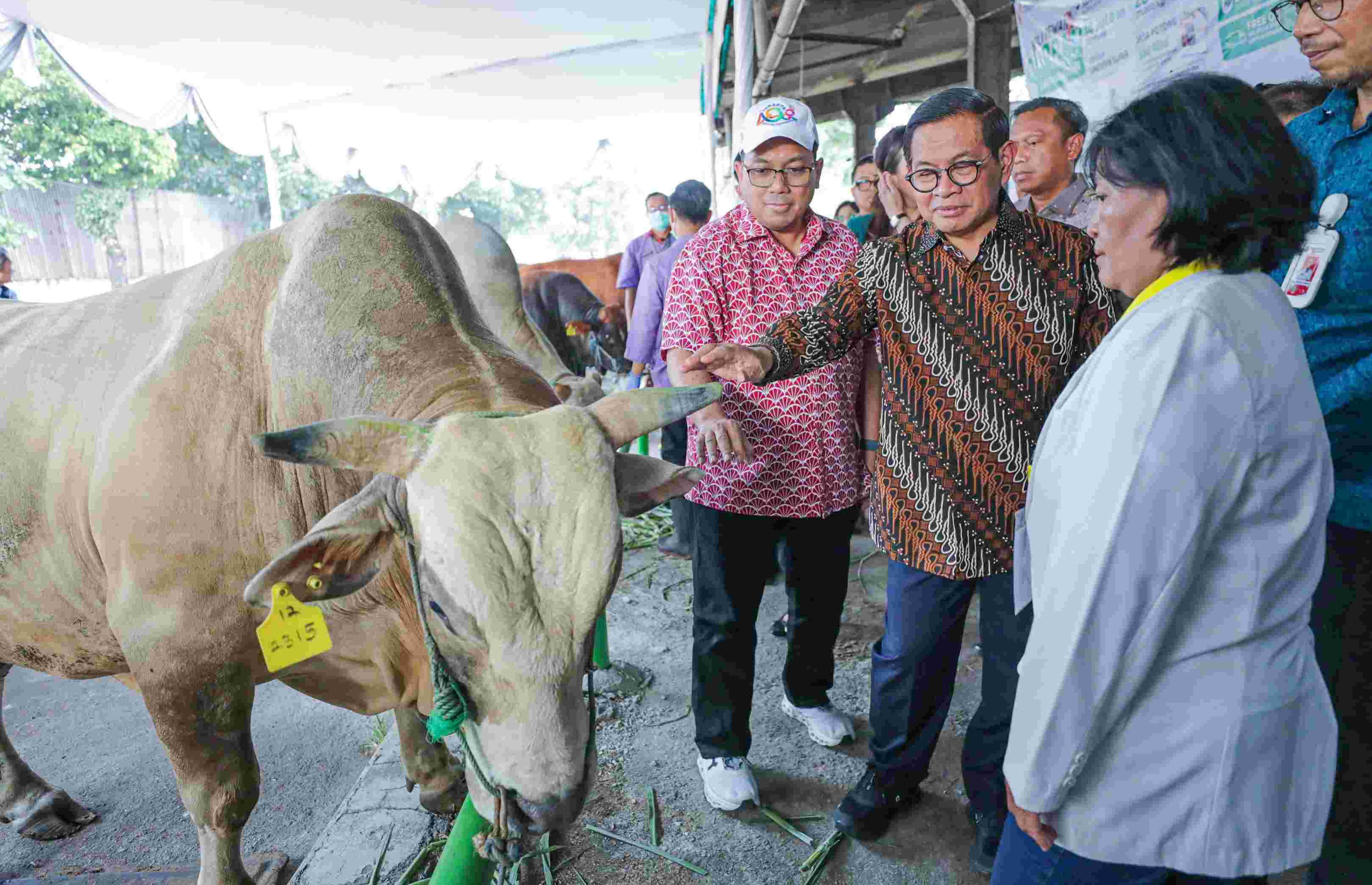 69 Ribu Hewan Kurban Idul Adha Bakal Disembelih di Jakarta, Pramono Terjunkan 300 'Juleha' 