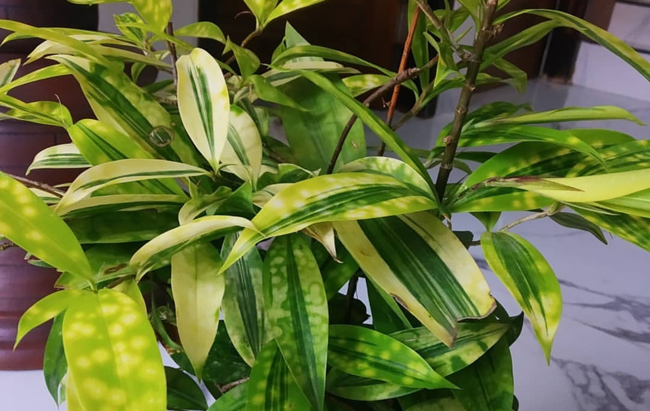 Bambu Dracena Bukan Sekadar Tanaman Hias, Benarkah Bisa Membawa Rezeki?