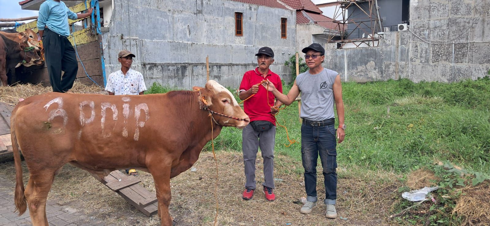 Dari Pesantren hingga Panti Asuhan, PDIP Jatim Tebar 468 Sapi Kurban