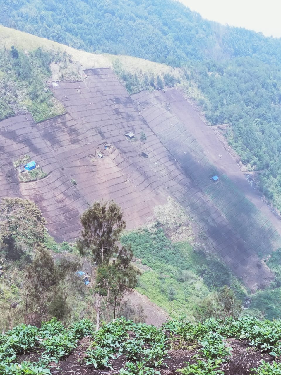 Petani Pasuruan Melawan! Ratusan Hektar Hutan TNBTS Jadi Perkebunan Ilegal