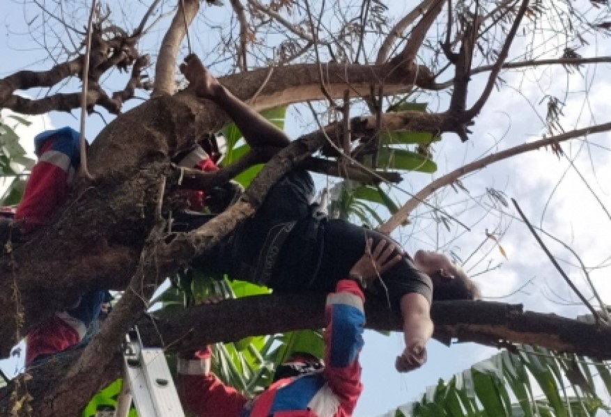 Pengguna Sabu yang Ditemukan Tertidur di Atas Pohon Akan Direhabilitasi