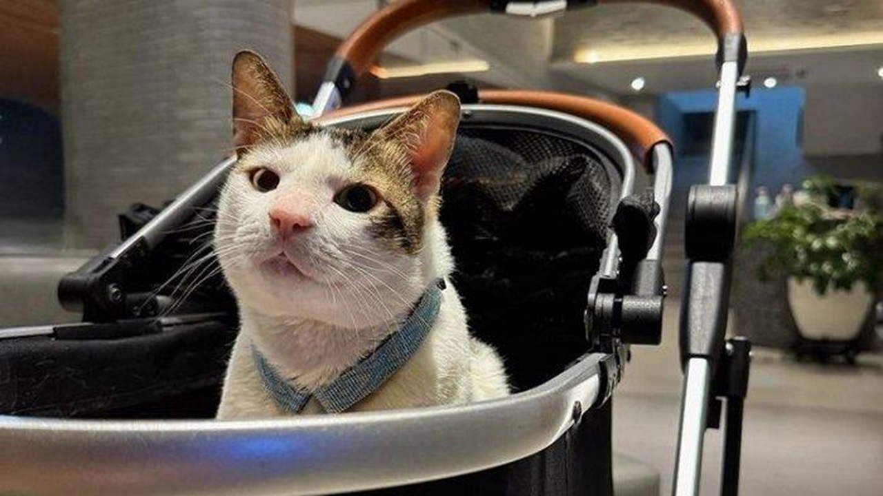 Terungkap Harga Stroller Kucing Bobby Kertanegara, Nyaris Seharga Motor?