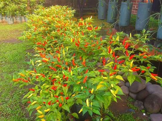 Rahasia Menanam Cabai di Pot agar Berbuah Lebat Meski Tanpa Pupuk Kimia