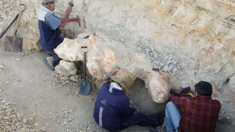  Fosil Hewan Purba Ditemukan di Gurun Peru