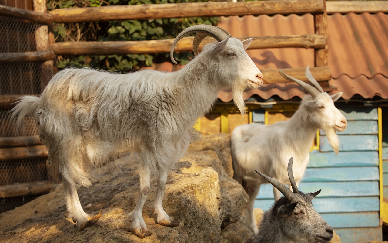 Modal Kecil Untung Besar! Cek Cara Bisnis Ternak Kambing untuk Pemula, Keuntungan Mengalir Deras