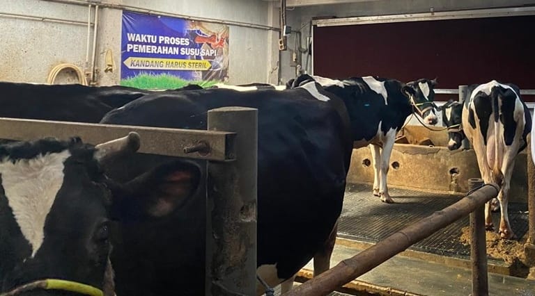 Kandang Sapi Closed House, Tingkatkan Produksi Susu untuk Mendukung MBG