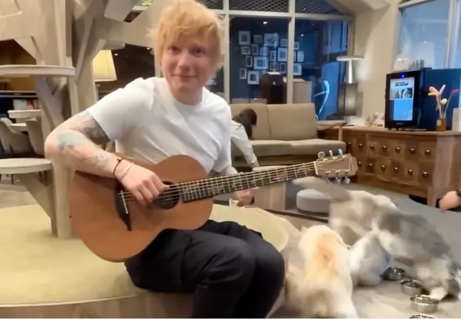 Kocak! Ed Sheeran Nyanyi di Depan Kucing, Si Mpus Auto Kabur
