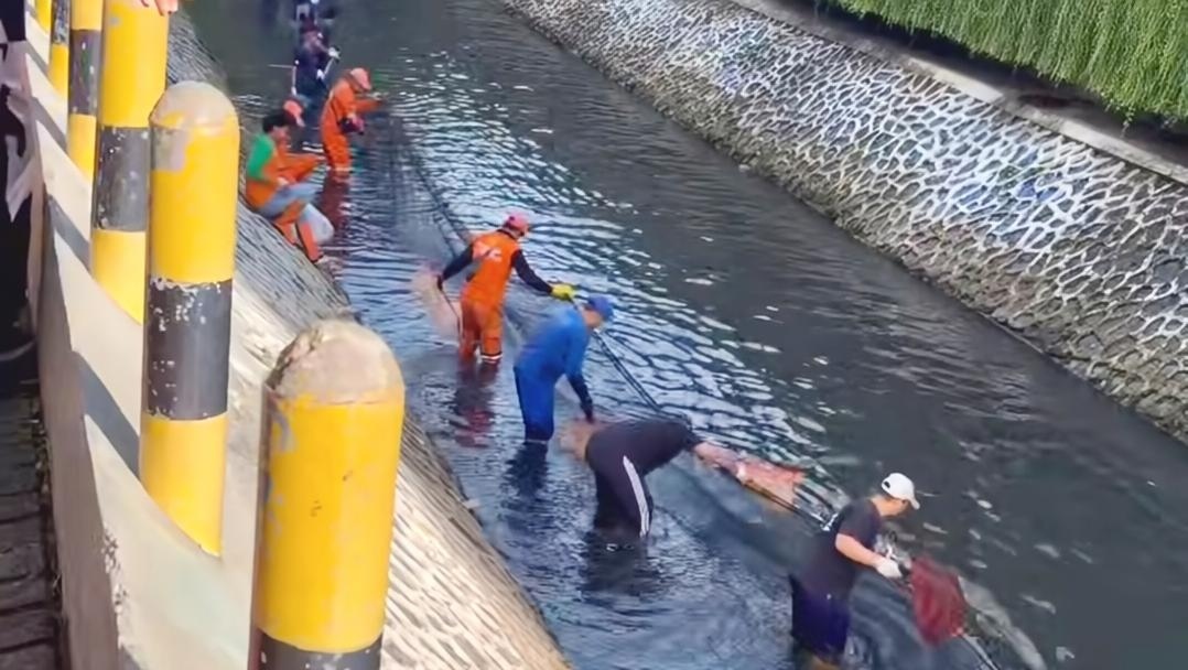 Pramono Dukung PPSU 'Buru' Ikan Sapu-sapu: Lakukan secara Masif!