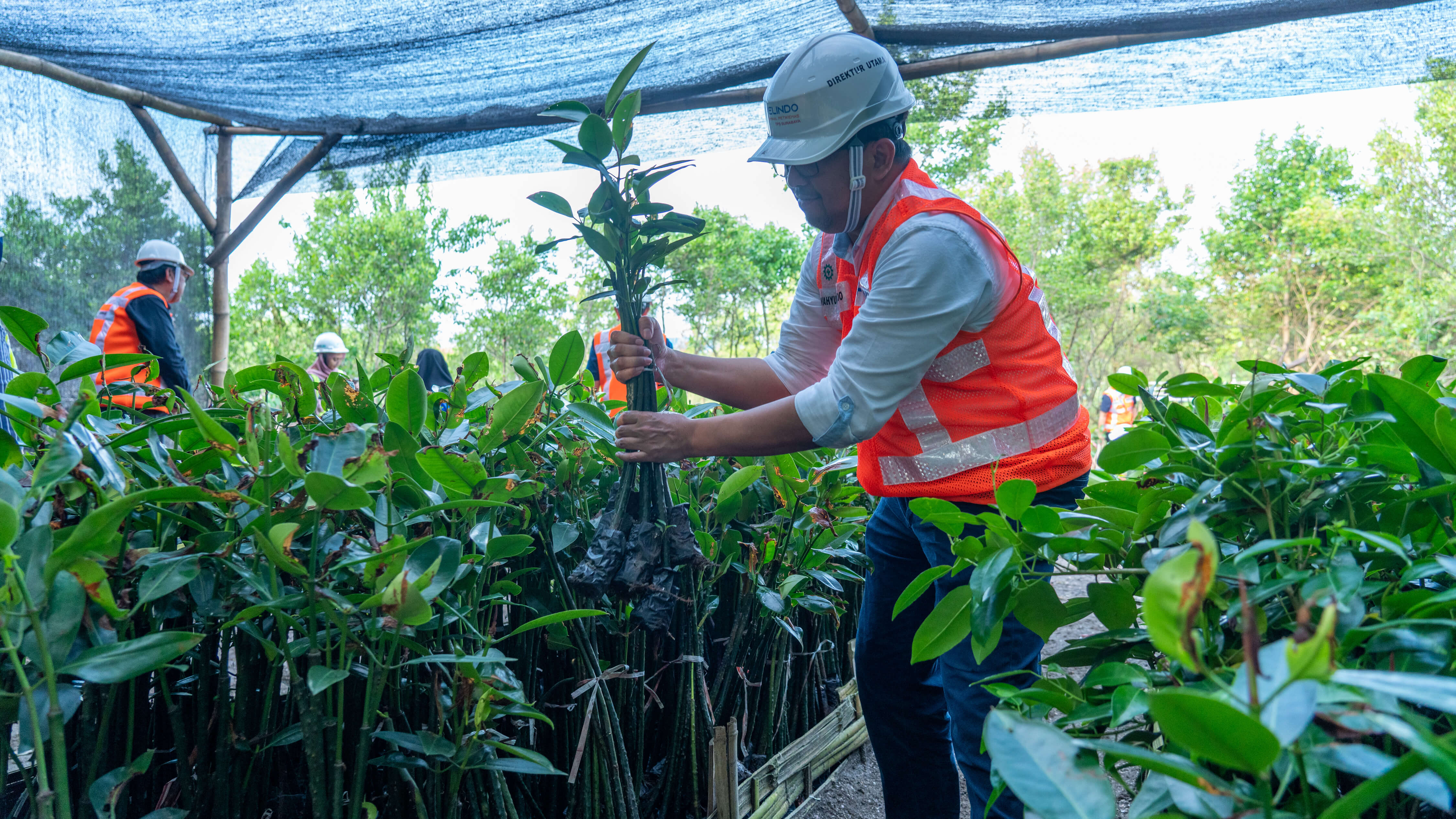 Wujud Komitmen Pelestarian Alam, TPS Panen 10 ribu bibit Mangrove