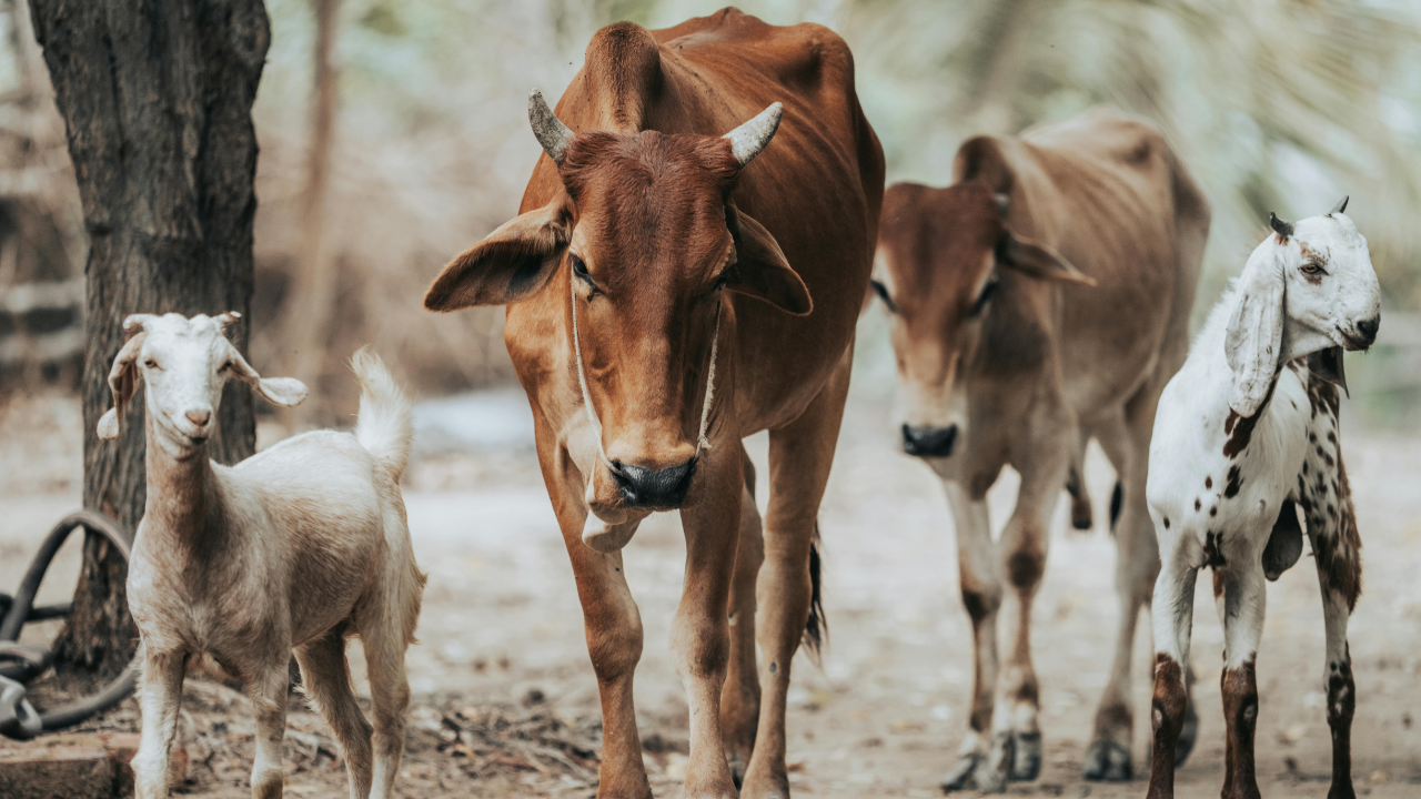 Bingung Mau Kurban Sapi atau Kambing, Mana yang Paling Diutamakan? Ini Penjelasan Buya Yahya