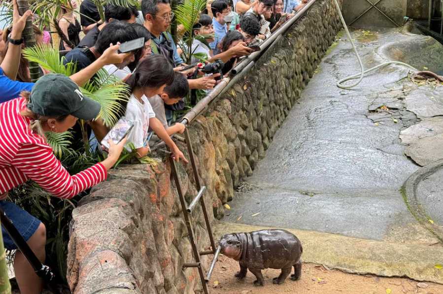 Kuda Nil Viral Moo Deng, Popularitas Justru Membahayakan Dirinya