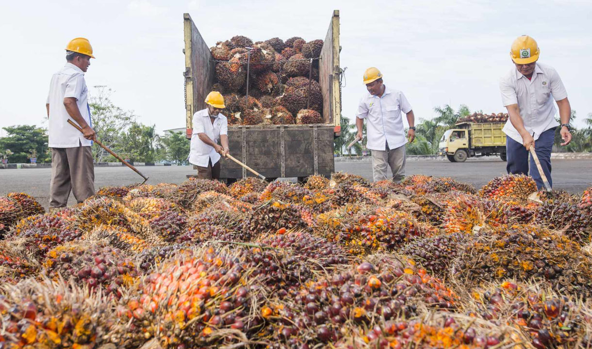 Masa Depan Cerah Industri Sawit Indonesia