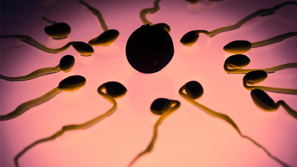 Pria dengan Gangguan Sperma Azoospermia Non-Obstruktif Apakah Bisa Punya Anak? Ini Kata Peneliti
