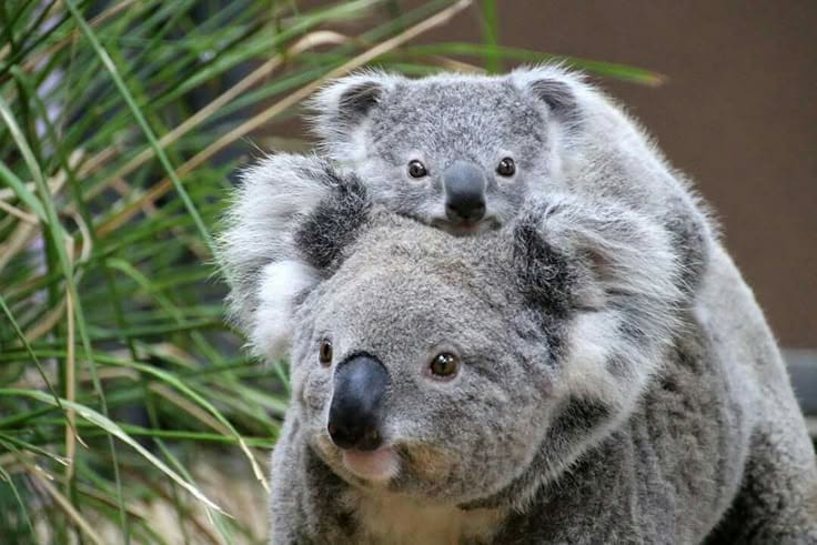 Koala Parenting, Menekankan Kedekatan Orang Tua dan Anak