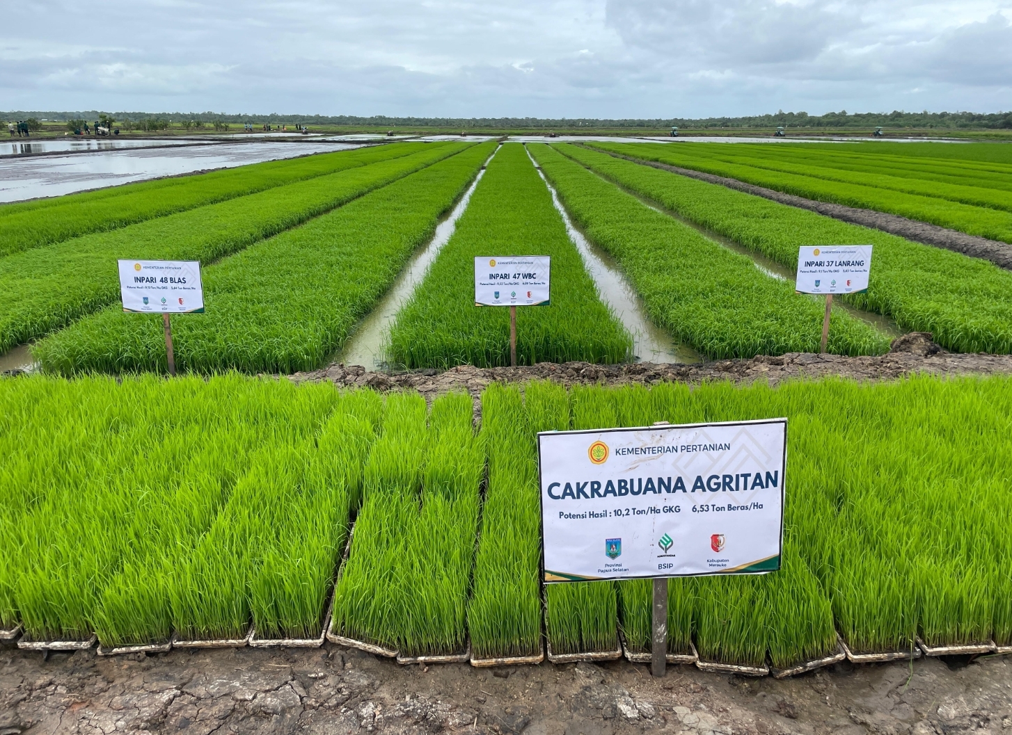 Masyarakat Adat Papua Bantah Isu Penyerobotan Tanah di Lahan Cetak Sawah Merauke