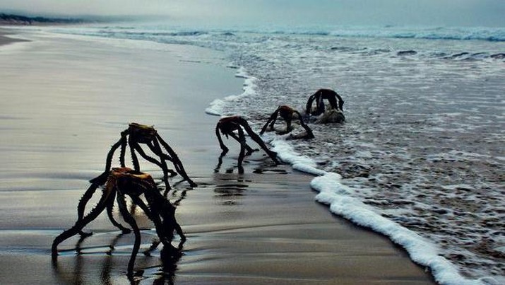 Geger Alien di Pantai Afrika Selatan