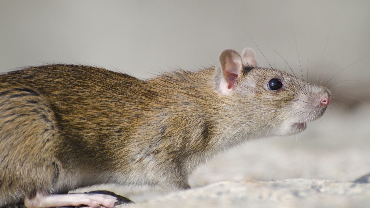23 Kasus Positif Hantavirus di RI, Berikut Wilayah Persebarannya!