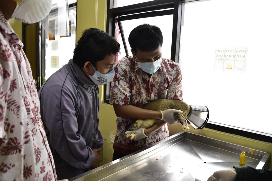 Pemkot Surabaya Buka Klinik Hewan, Sediakan Vaksin Rabies Gratis untuk 7 Oktober