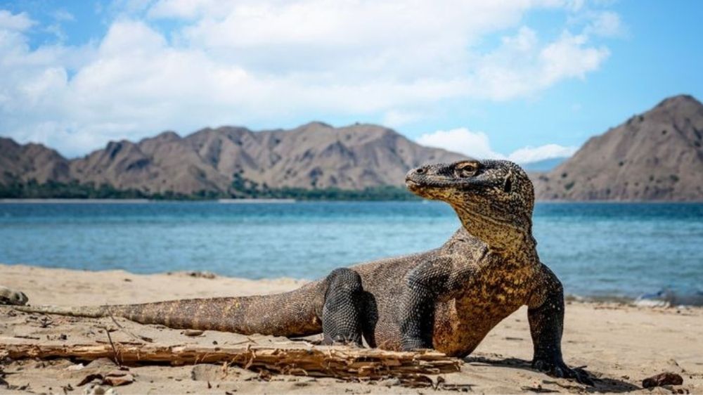 Indonesia Segera Pinjamkan 2 Komodo ke Jepang