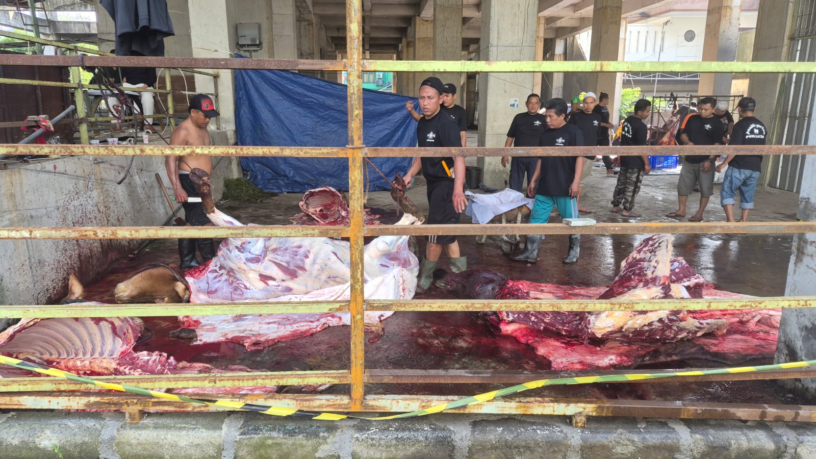 PWNU Jatim Sembelih 7 Ekor Sapi Kurban, Termasuk Milik Khofifah dan Menag Nasaruddin Umar  