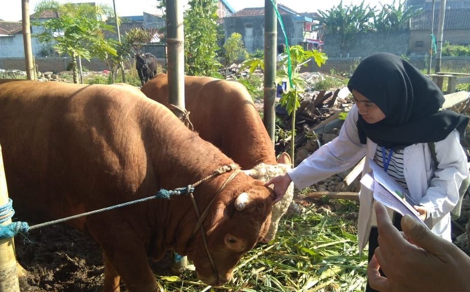 Integrasi One Health: Peran Sentral Dokter Hewan dalam Mendukung Ketahanan Pangan 