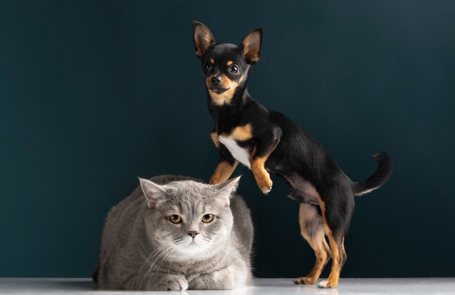 Viral 19 Makanan Kucing dan Anjing Ternyata Produk Israel, Nomor 5 Dijual di Alfamart dan Indomaret
