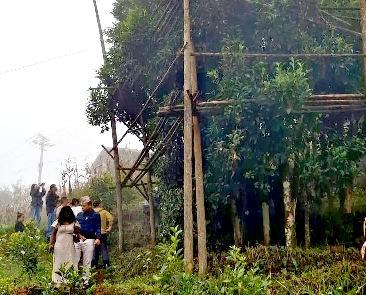 Harian Disway di China International Press Communication Center (CIPCC) (86): Menembus Kabut ke Pohon Teh Tua