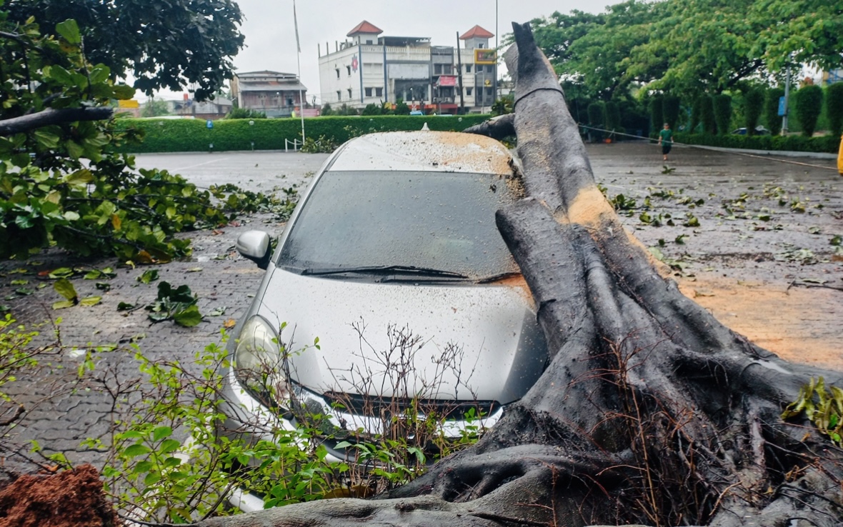 Distamhut DKI Siapkan Santunan Rp50 Juta untuk Korban Pohon Tumbang