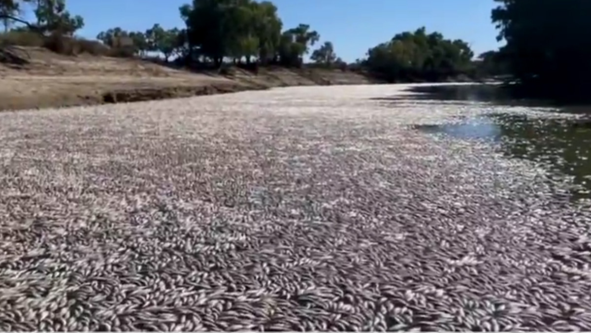 Jutaan Ikan Mati di Australia, Cuaca Pengaruhi Kadar Oksigen Air