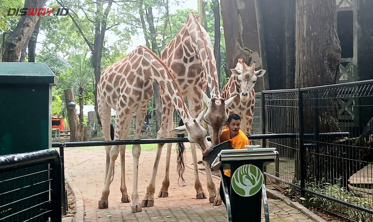 Teguh Setyabudi Beri Nama Baby Jerapah Rajaka, Artinya Ragunan Jakarta