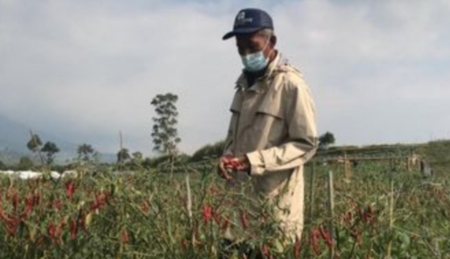 Cabe di Majalengka Mudah Busuk, Tetap Dijual Mahal