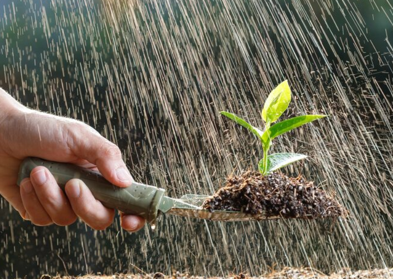 7 Tumbuhan yang Cocok Ditanam Saat Musim Hujan dan Cara Merawatnya di Rumah