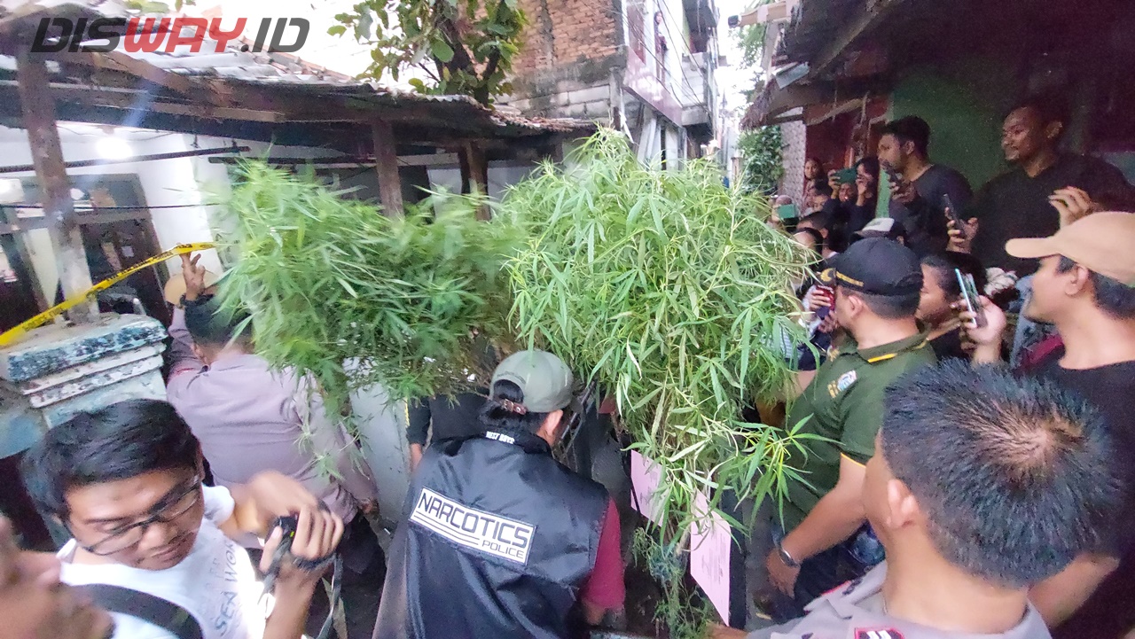 Tanam Pohon Ganja di Rumah, Pelaku Sempat Jual Ganja Rp. 50-100 Ribu per-Paket