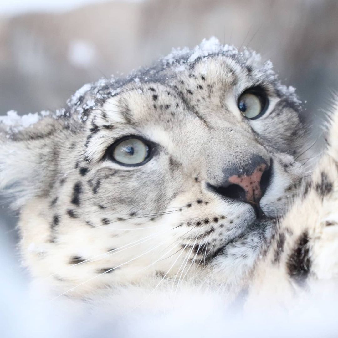 Tiongkok Lakukan Konservasi Macan Tutul Salju, Hasilnya Signifikan