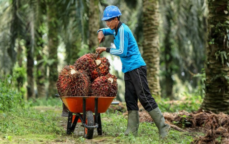 Permintaan Minyak Sawit Melonjak 48 Persen, Malaysia Bakal Sulit Penuhi Permintaan Dunia