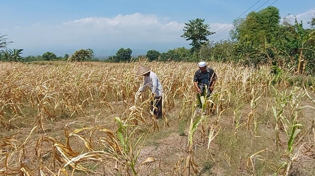 Miris, Air Umbulan Sampai Gresik, Lahan Jagung Kekeringan Air di Kabupaten Pasuruan 