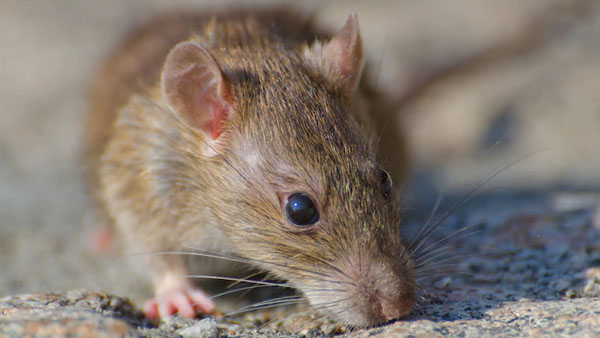 Bahaya Kencing Tikus Saat Musim Hujan, Bikin Nyawa Melayang