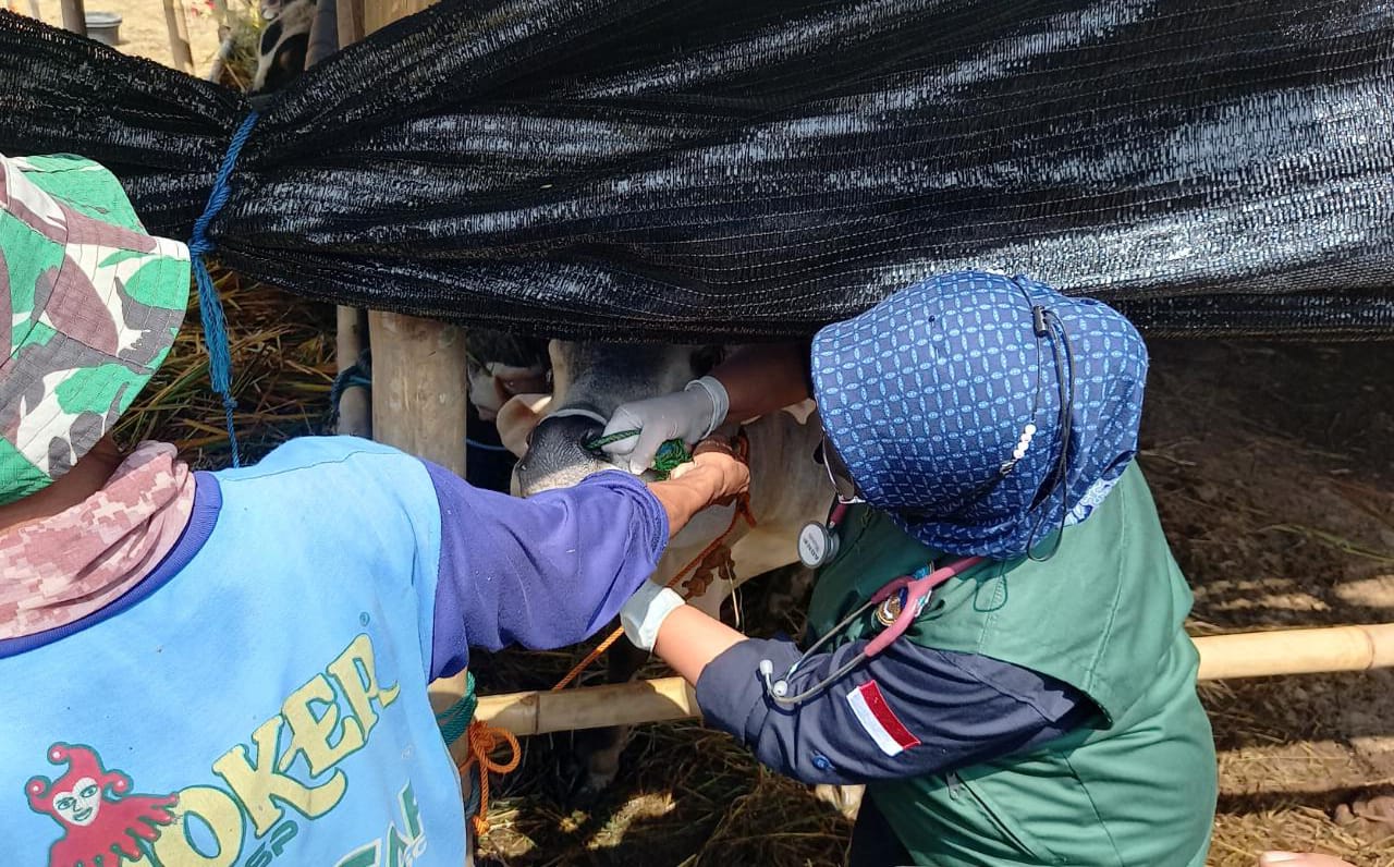 Petugas DKP3 Beber Hasil Sidak PMK Hewan Kurban di Kota Tasikmalaya
