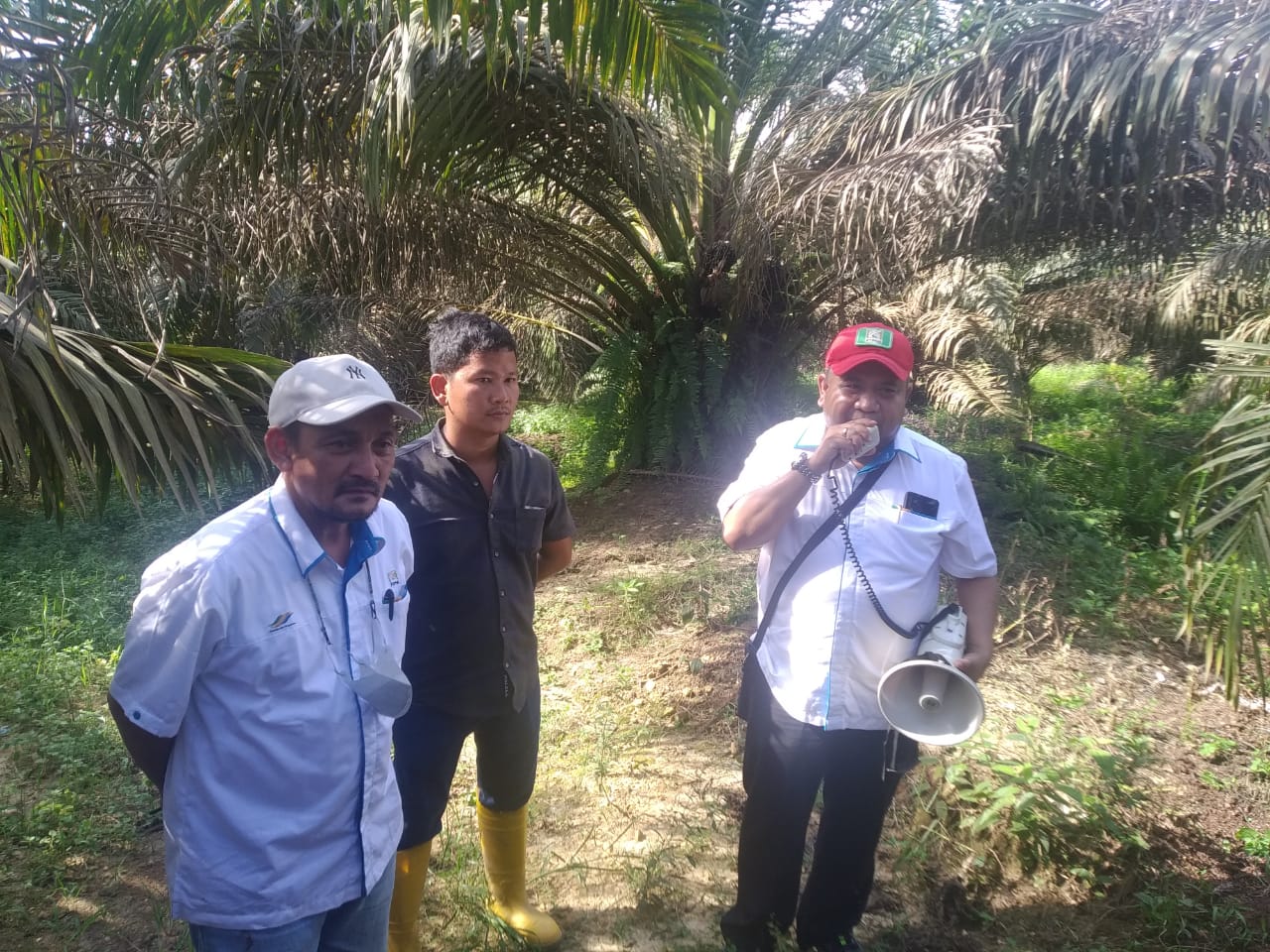 Tak Miliki Hutang Perbankan, PT Bukit Kausar Merger ke PTPN VI