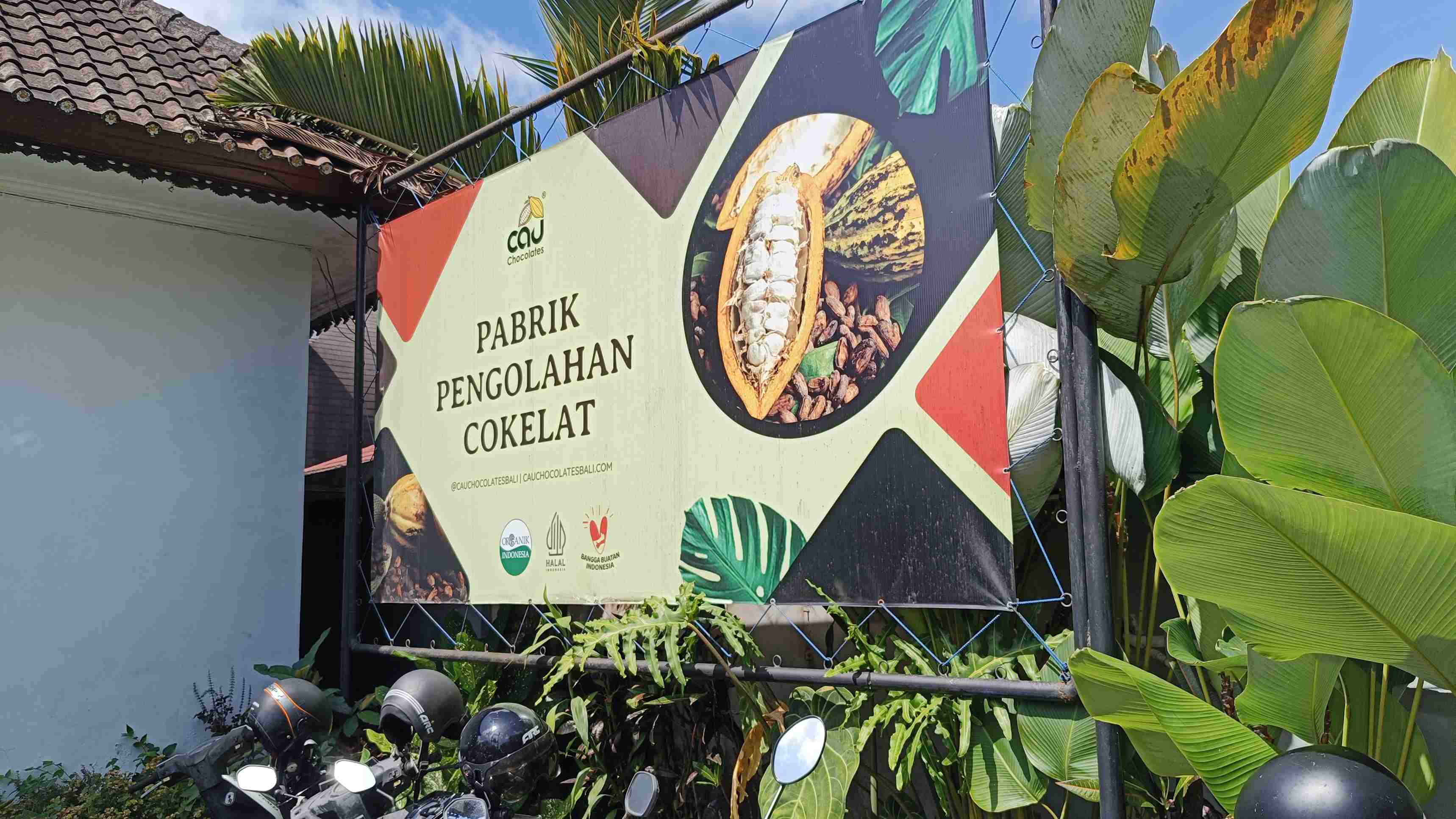 Agar Industri Kakao Menggeliat Lagi, Kemenkeu Siap Meremajakan Lahan Seluas 5 Ribu Hektare di 2026