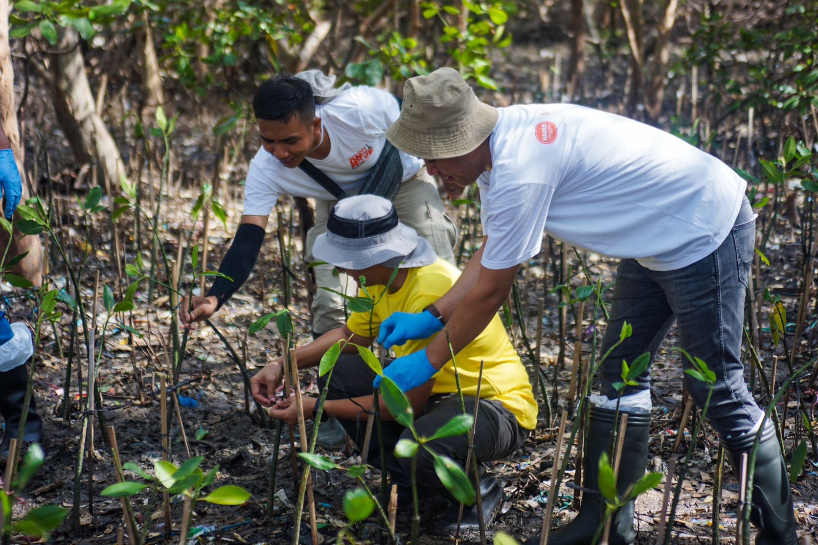 Dukung Sustainability, Ascott East Java Tanam Seribu Pohon Mangrove di Pesisir Wonorejo