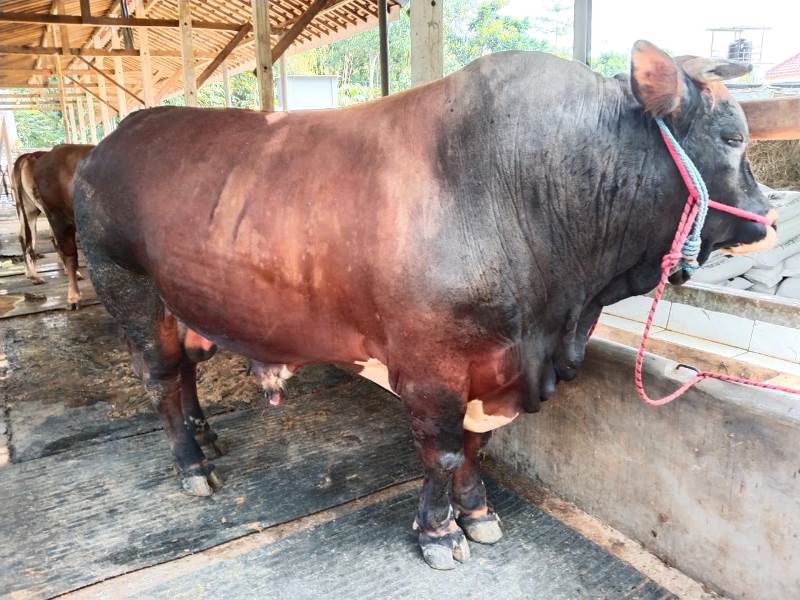Keluarga Bung Karno Kurban Sapi Untuk Masyarakat Blitar