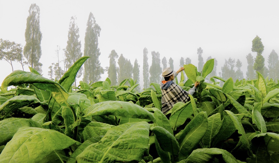 APTI Nilai Regulasi Pembatasan Kadar Tar dan Nikotin Bisa Matikan Petani Tembakau Indonesia