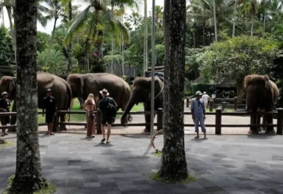 Gajah Seruduk Petugas Bali Safari and Marine Park Hingga Tewas, Polisi Ungkit Unsur Kelalaian