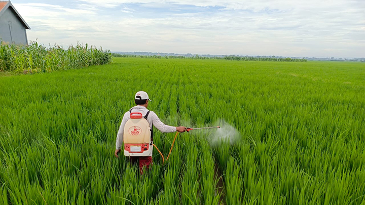 Food Estate