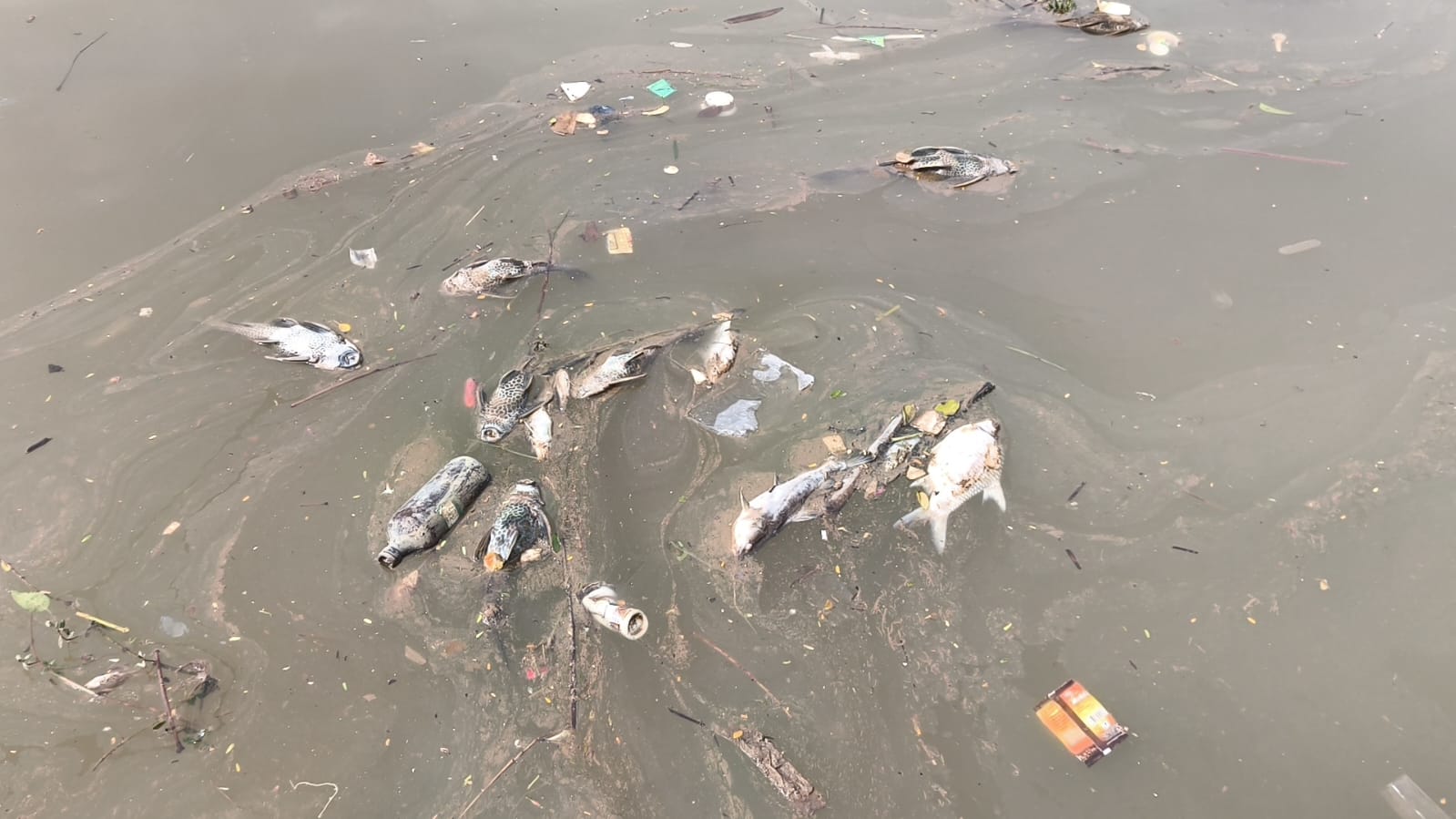 Gawat! Ikan Sungai Cisadane Tercemar Pestisida, Dikonsumsi Warga Malah Bikin Pusing